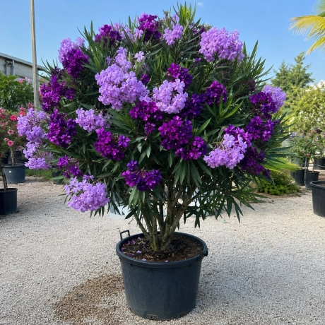 Leandru Tufa - Amethystina Regalis