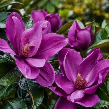 Magnolia Grandiflora „Violet Royal” la Ghiveci