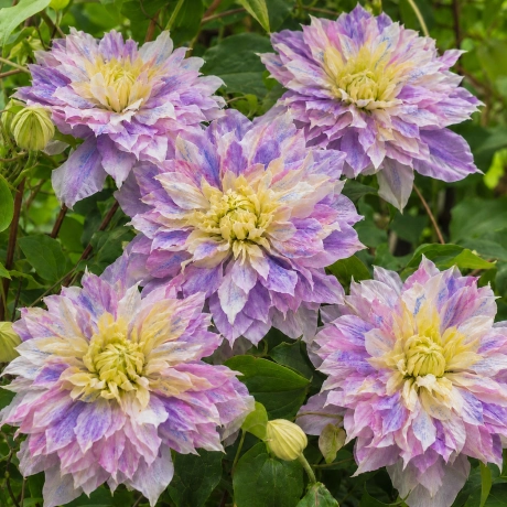 Clematis  Vis Multicolor la Ghiveci