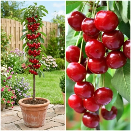 Pom Fructifer - Visin Columnar Achat la Ghiveci