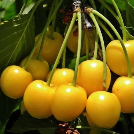 Pom Fructifer - Visin Galben 