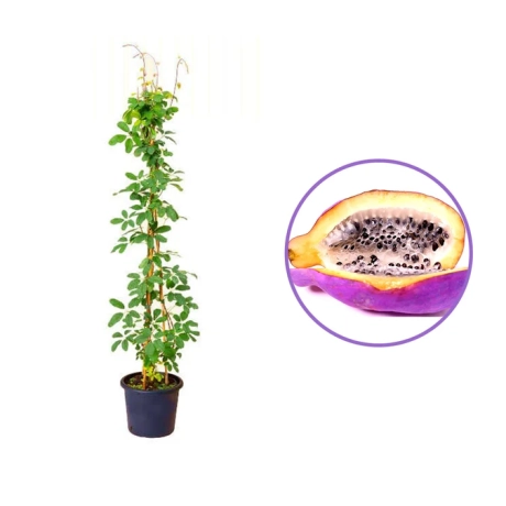 Vita De Ciocolata (Akebia Quinata) Cataratoare, Violet-Rosu