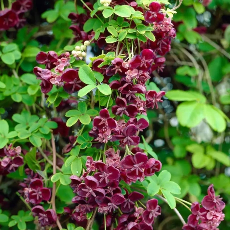 Vita De Ciocolata (Akebia Quinata) Cataratoare, Violet-Rosu
