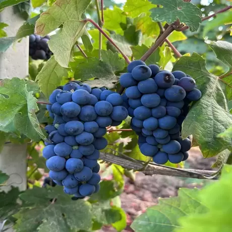 Vita de vie Cabernet Cortis la Ghiveci