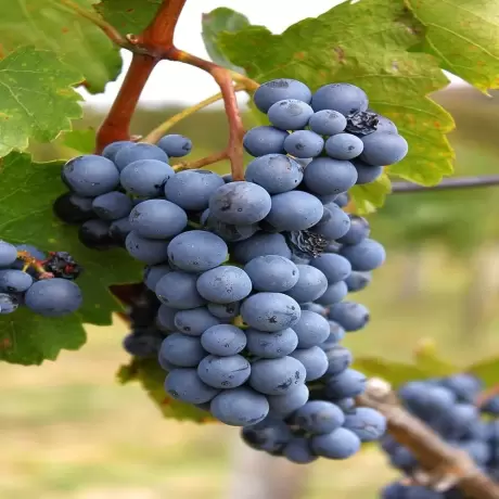 Vita de vie Adel Mine la Ghiveci