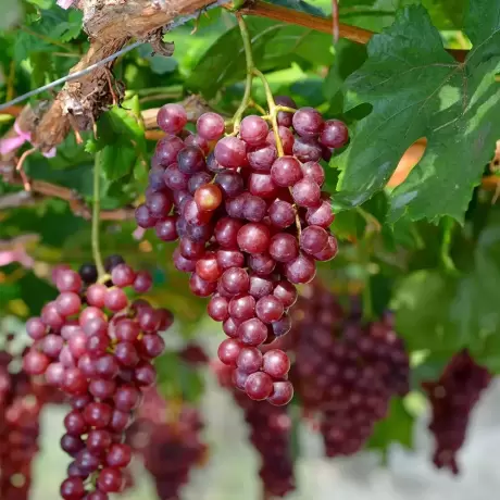 Vita de vie Kalina Red la Ghiveci