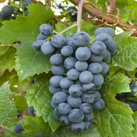Vita de vie Leon Millot la Ghiveci