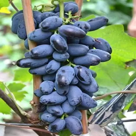 Vita de vie Maxi Black la Ghiveci