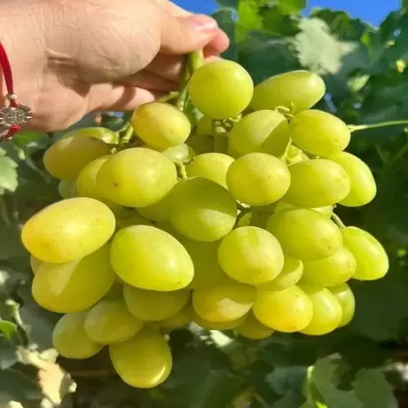 Vita de vie Maxi White la Ghiveci