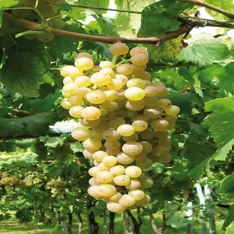 Vita de vie Pinot Blanc la Ghiveci