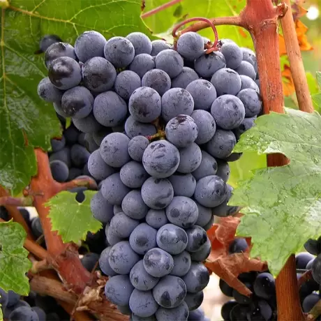 Vita de vie Pinot Noir la Ghiveci