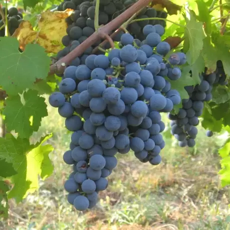 Vita de vie Regent la Ghiveci