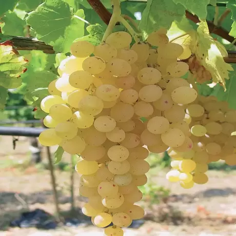 Vita de vie Sauvignon Blanc la Ghiveci