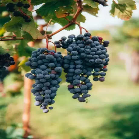 Vita de vie Cabernet Sauvignon la Ghiveci