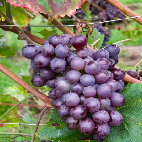 Vita de vie Swenson Red la Ghiveci
