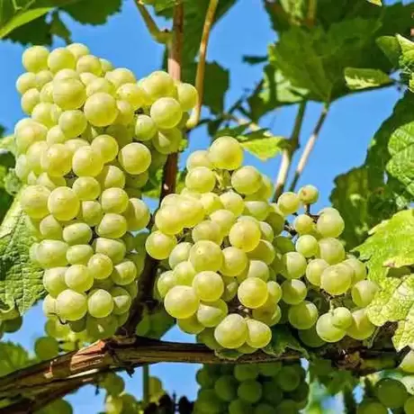 Vita de vie Bianca cu Radacina Impachetata