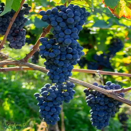 Vita de vie Cabernet Cortis cu Radacina Impachetata