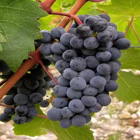 Vita de vie Cabernet Sauvignon cu Radacina Impachetata