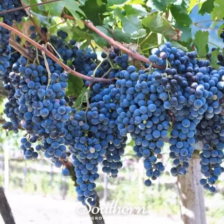 Vita de vie Cascade cu Radacina Impachetata