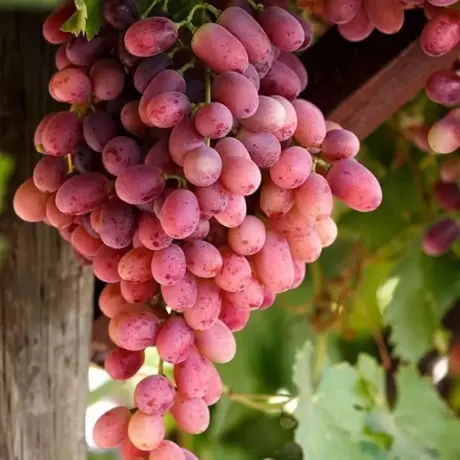 Vita de vie Crimson Seedless - La Ghiveci