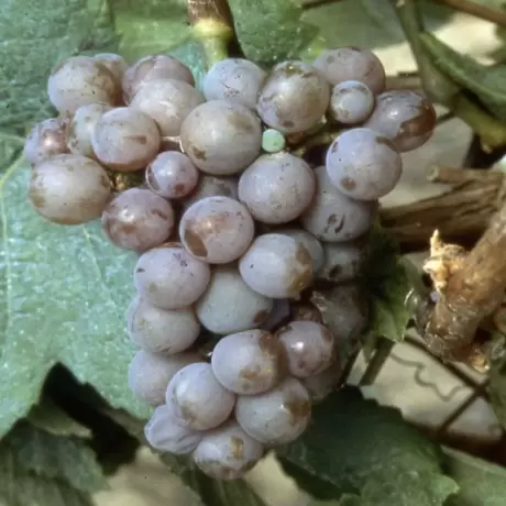 Vita de vie Hibernal cu Radacina Impachetata