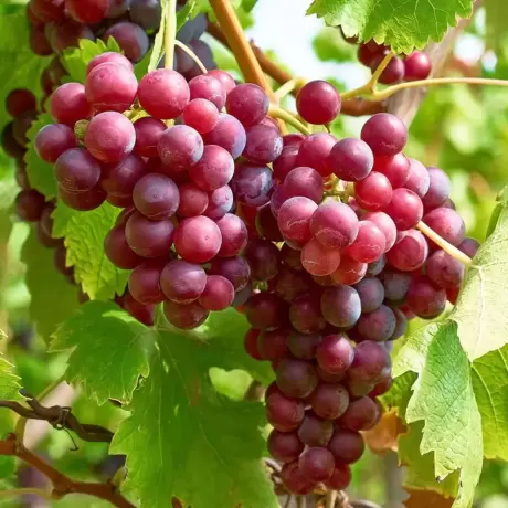 Vita de vie Kalina Red cu Radacina Impachetata