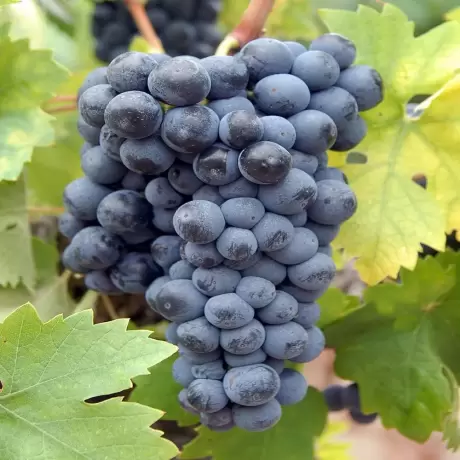 Vita de vie Marechal Foch cu Radacina Impachetata