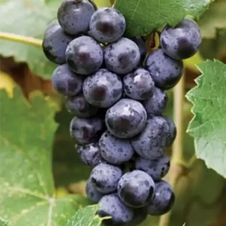 Vita de vie Muscat Bleu cu Radacina Impachetata