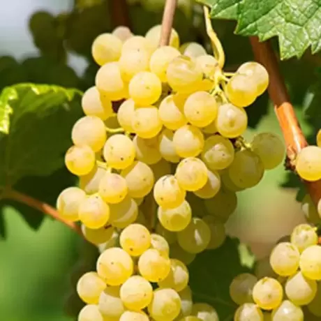 Vita de vie Pinot Blanc cu Radacina Impachetata