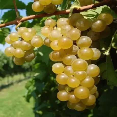 Vita de vie Refren cu Radacina Impachetata