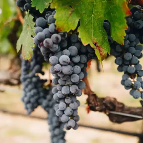 Vita de vie Sauvignon Blanc cu Radacina Impachetata