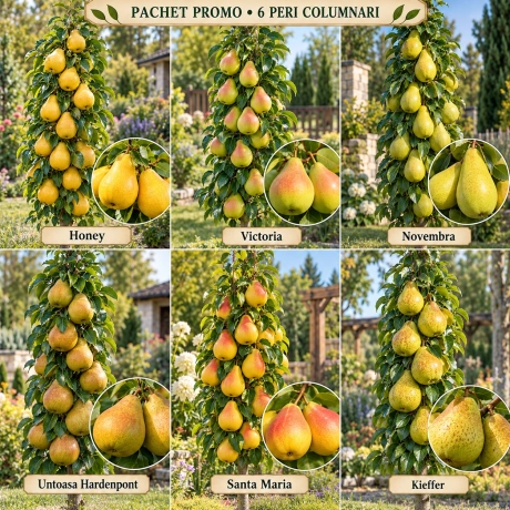 Pachet Promo - 6 Peri Columnari Premium
