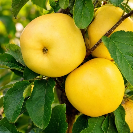 Pom fructifer - Mar Golden Super - Perioada Coacere Tarzie