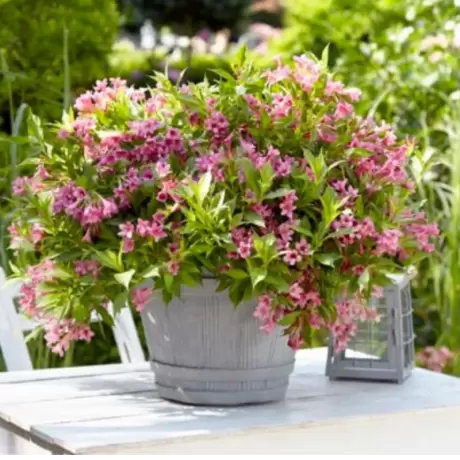Weigela Rosa