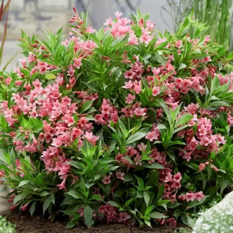 Weigela Rosa