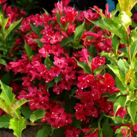 Weigela Red Prince