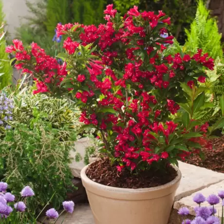 Weigela Red Prince