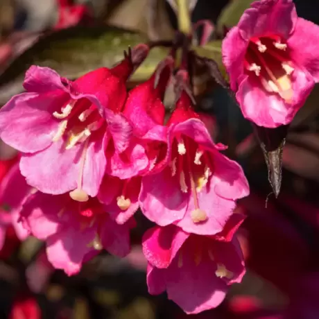 Weigela Red Prince