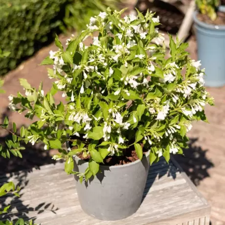 Weigela Snowflake
