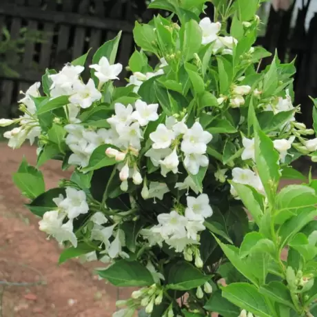 Weigela Snowflake