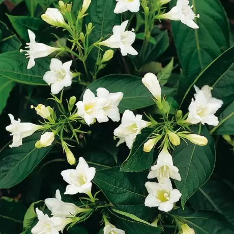 Weigela Snowflake