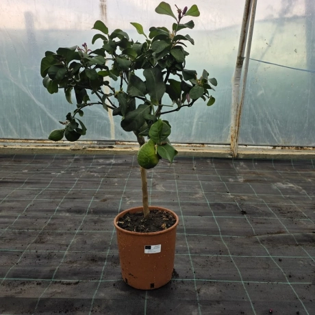 Lămâi Verde Mexican Lime Cu Fruct la Livrare la Ghiveci
