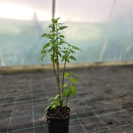 Liliac Galben la Ghiveci