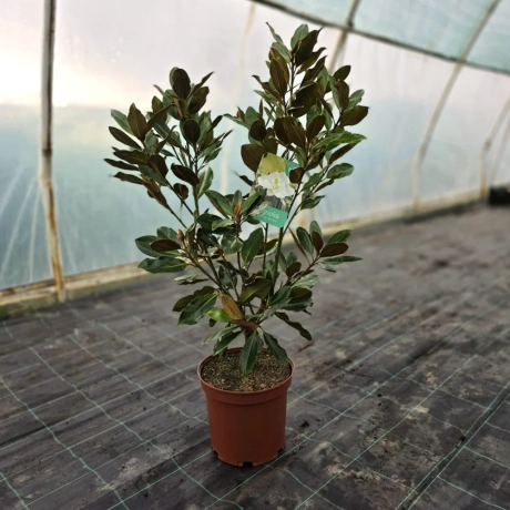 Magnolia Grandiflora La Ghiveci