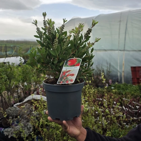 Callistemon Citrinus - Red Rocket la Ghiveci
