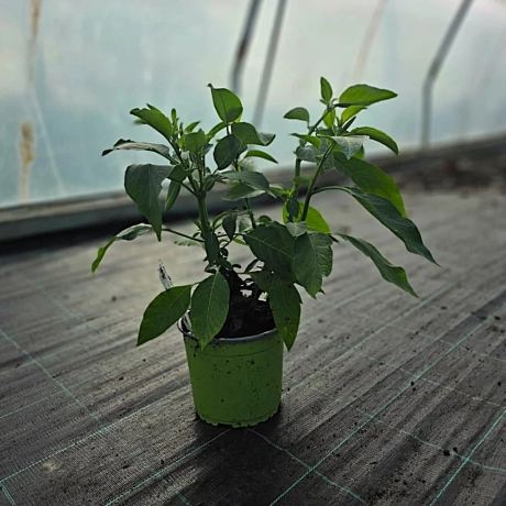 Trompeta Ingerilor Orange la Ghiveci