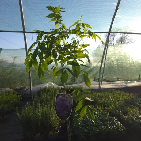 Wisteria Cataratoare cu Flori Albe la Ghiveci