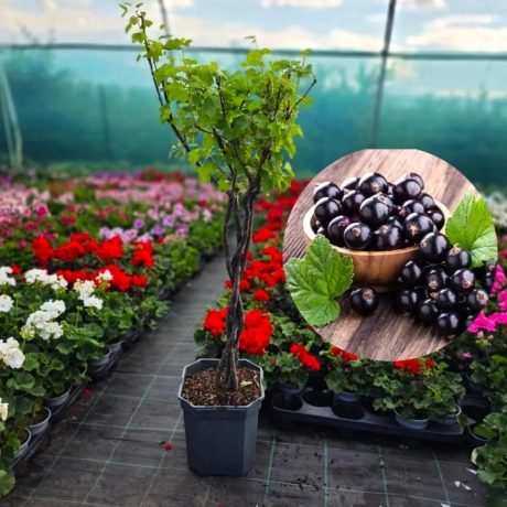 Coacaz Negru Tip Pomisor Cu Tulpina Impletita