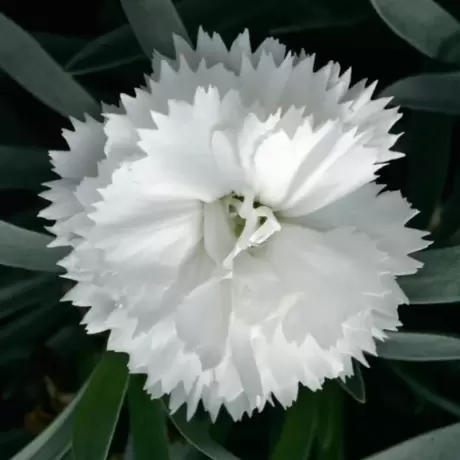 Garofițe Duble Parfumate - White King la Ghiveci
