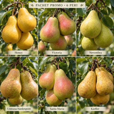 Pachet Promo - 6 Peri Columnari Premium